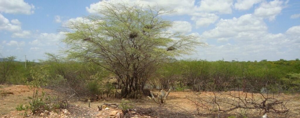 Câmara de Meio Ambiente discute atuação no Programa de Alimentos Saudáveis e estratégias para a COP30