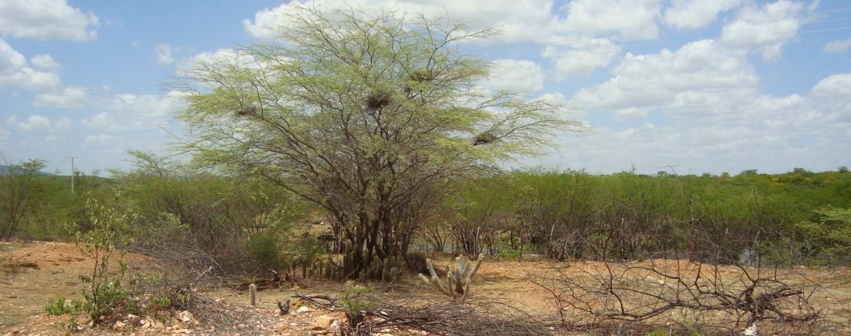 Câmara de Meio Ambiente discute atuação no Programa de Alimentos Saudáveis e estratégias para a COP30